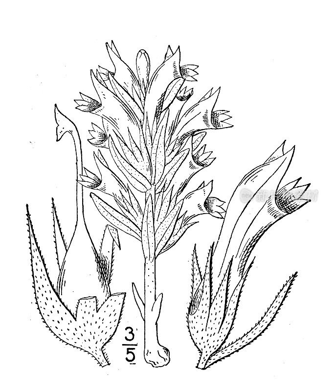 古植物学植物插图:Orobanche Ludoviciana，路易斯安那州扫帚油菜